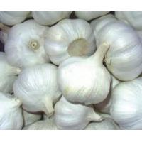 Fresh Pure White Garlic ,Ginger and Onion  Made in Korea