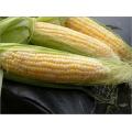 Frozen Fresh White Maize Corn  Made in Korea