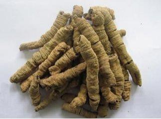 Medicinal Indianmulberry Root P.E., Morinda Extract, Radix  Morindae  Officinalis Extract Made in Korea