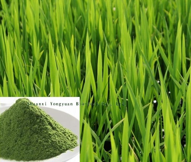 Barley Grass Extract, Wheat grass Extract Made in Korea