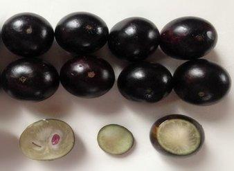 Jabuticaba fruit Powder, Jabuticaba Extract Powder Made in Korea