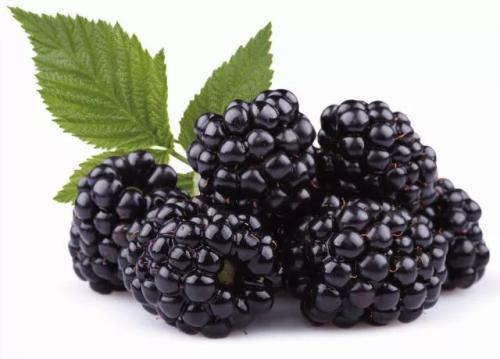 Blackberry Extract, Blackberry Fruit Powder, Black Raspberry Extract Made in Korea