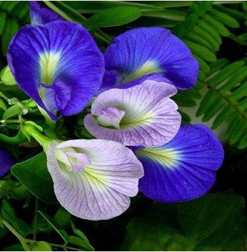 Butterfly pea Extract, Butterfly pea Powder Made in Korea