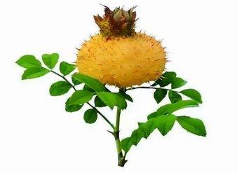 Rosa roxburghii Extract, Sweet Chestnut Rose Extract Made in Korea