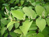 CAS: 501-36-0 Resveratrol 50%,80%,98%,Polygonum cuspidatum extract, Giant Knotweed Extract Made in Korea