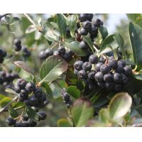 Black Chokeberry Extract,  Aronia Extract, Aronia Melanocarpa Anthocyanin, Aronia Chokeberry Extract Made in Korea