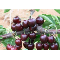 Cherry Extract, Tart Cherry Extract, Black Cherry Extract, Prunus serotina fruit juice powder, Cherry Stem Extract, Acerola Extract Made in Korea