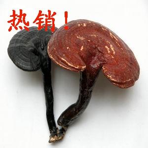 Reishi Mushroom Extract, Reishi Extract,Ganoderma lucidum Extract, Ganoderma lucidum(reishi)polysaccharides, Reishi beta glucan, Organic ganoderma lucidum(reishi)extract Made in Korea