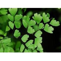 Adiantum capillus veneris extract, INCI: Adiantum Capillus Veneris Leaf Extract