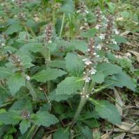 Ajuga turkestanica extract, Turkesterone, Ajuga Extract