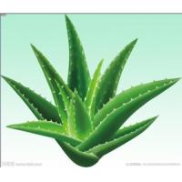 Aloes extract, Aloin, ALOE VERA EXTRACT, ALOE VERA POWDER, ALOE JUICE POWDER, ALOE VERA GEL FREEZE-DRIED POWDER