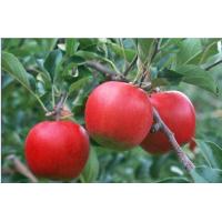 Apple extract, Apple fruit extract, Apple Polyphenols