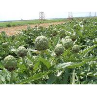 Artichoke Extract, Artichoke Leaf Extract