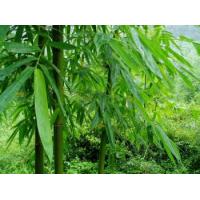 Bamboo Extract, Bamboo leaf Extract