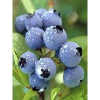 Bilberry Extract