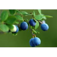 Blueberry Extract, Blueberry Leaf Extract