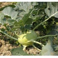 Brassica Campestriss ssp. Rapa Extract, Brassica rapa extract, Brassica Campestriss ssp. Rapa 4:1 Extract