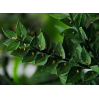 Butcher’s Broom P.E., Ruscus aculeate Extract