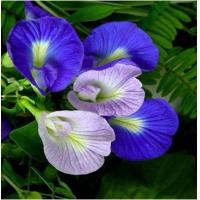 Butterfly pea Extract, Butterfly pea Powder