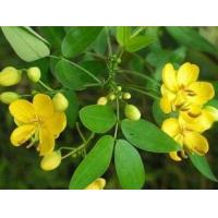 Cassia Seed Extract, Cassia Obtusifolia Extract