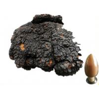 Chaga extract, Inonotus obliquus extract, Chaga Mushroom extract, Chaga Polysaccharides