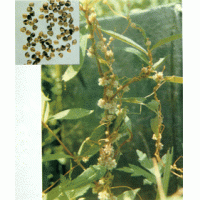 Chinese Dodder Seed Extract, Cuscuta Extract