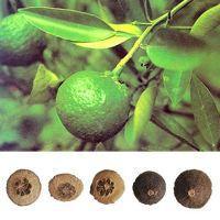 Citrus Aurantium Extract, Synephrine, Citrus Sinensis Extract