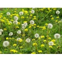 Dandelion Extract, Dandelion root P.E.