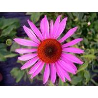 Echinacea purpurea P.E., Echinacea purpurea Extract, Cichoric acid, Echinacosides