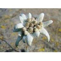 Edelweiss Extract