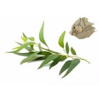 Eucalyptus Extract, Eucalyptus Leaf Extract