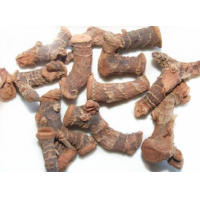 Galangal Extract, Lesser galangal Extract