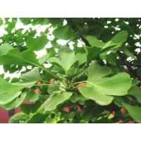 Ginkgo Biloba extract, Ginkgo dry extract