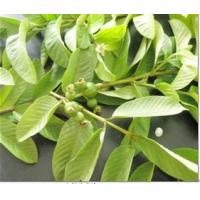 Guava Leaf extract