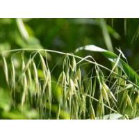 Herb of Wild Oat Extract, Oat Extract