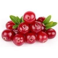 High quality products Cranberry Extract