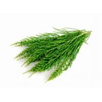 Horsetail P.E., Horsetail Extract, Equisetum Arvense Extract