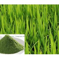 Hot sell Barley Grass Extract, Wheat grass Extract 10:1 TLC