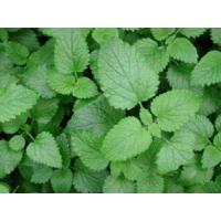 Lemon Balm Extract, Melissa Extract, Lemon Balm Extract powder, Melissae folium Extract, Melissa Officinalis Extract