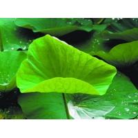 Lotus Leaf Extract, Nelumbo Nucifera Leaf Extract, Lotus Leaf P.E