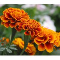 Lutein, xanthophyll, Marigold Extract